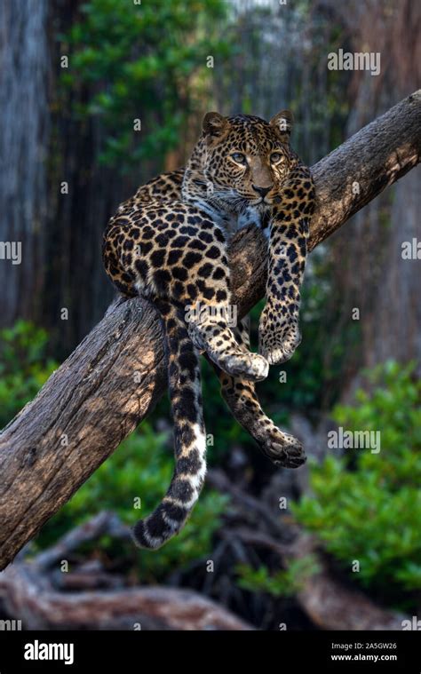 Beautiful Leopard Lying On Tree Branch Staring Intently At Viewer Stock