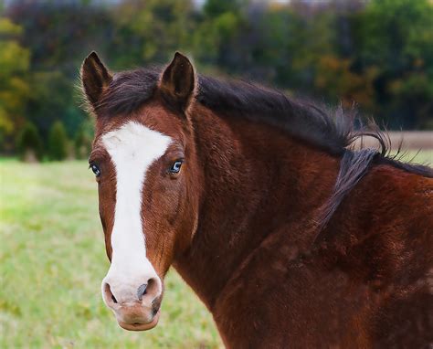 Brown Horse Blue Eyes Photograph By Virginia Folkman Pixels