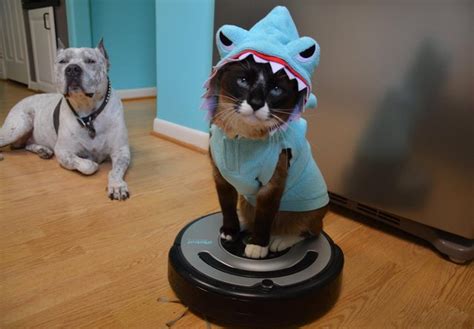 Cat On Roomba Shark Cat Meme Stock Pictures And Photos