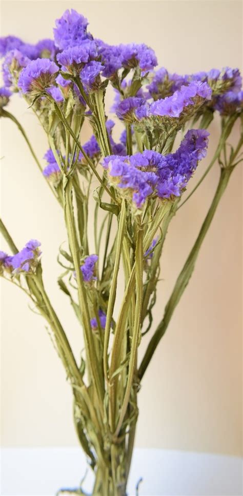 You will get a happy unexpected prize! Statice dried flowers purple wholesale - Dried flowers shop
