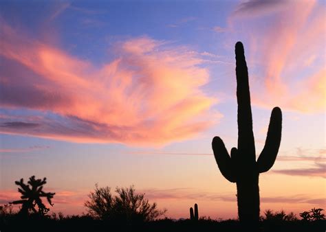 We visit a az cactus nursery and the manager shows us her saguaro cactus. Diseases of Saguaro Cactus | eHow