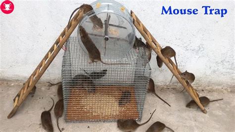 It's the best do it yourself humane live release mouse trap you'll find! Top Mouse/Rat Trap/DIY make A Mouse Trap Homemade/Saving A ...