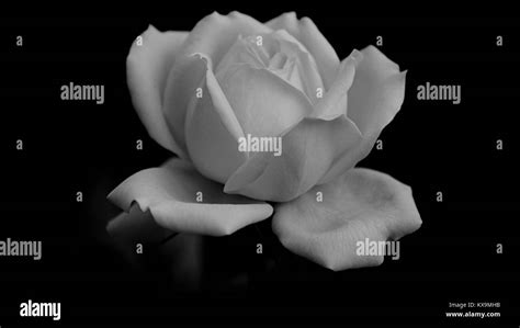 Black And White Rose Stock Photo Alamy