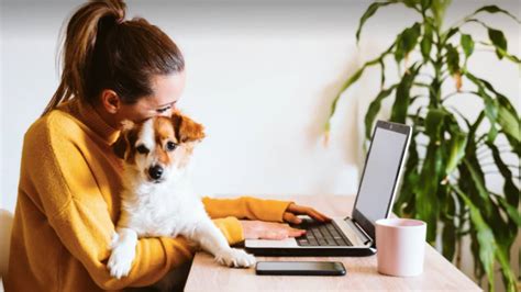 Experts Warns Dog Owners Should Start Preparing For Return To Work Now