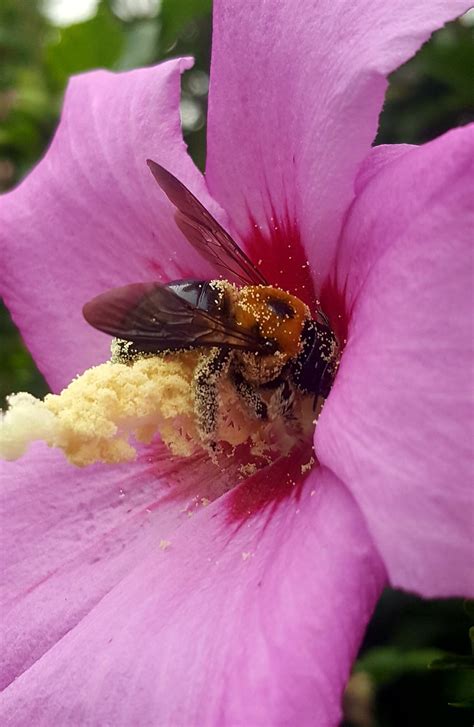Pollen baskets on hind legs; 🔥🔥🐝 Bee covered in Hibiscus pollen🐝🔥🔥 : NatureIsFuckingLit