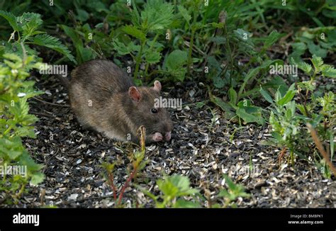 Brown Rat Eating Under Birdtable Stock Photo Alamy