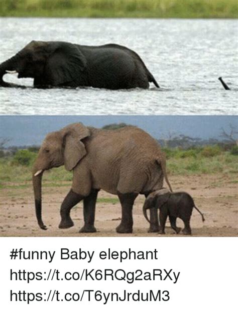 Funny Baby Elephant Tcok6rqg2arxy Tcot6ynjrdum3