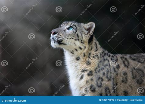 Snow Leopard Close Up Portrait Stock Image Image Of Black Portrait