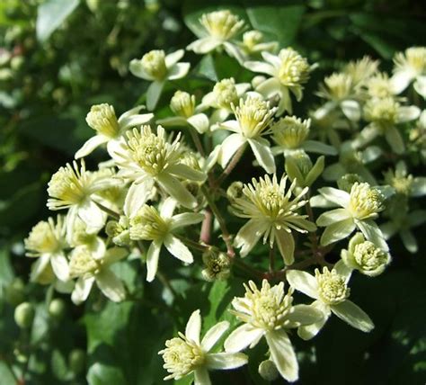 Vitalba, and virgin's bower may also refer to c. Clematis ligusticifolia | Government House, Victoria BC ...