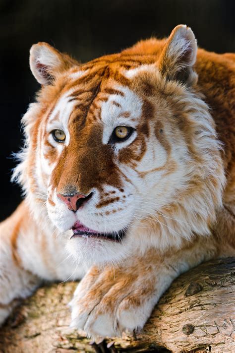 Attentive Golden Tiger A Photo On Flickriver