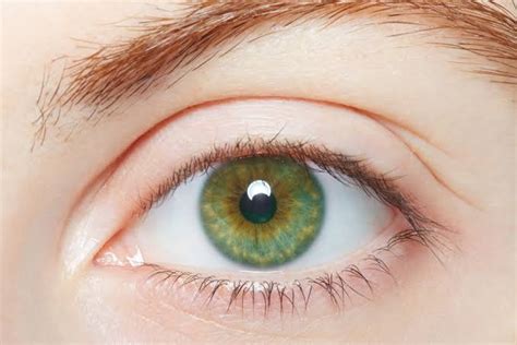 6 Difference Between Green Eyes And Hazel Eyes Viva Differences