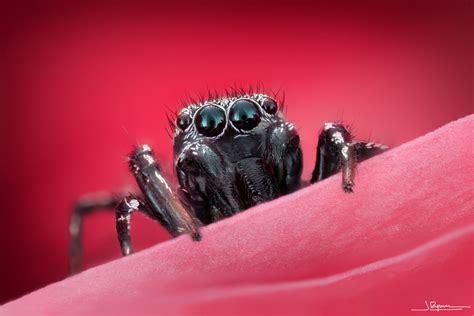 Conoce La Espectacular Macrofotografía De Insectos De Javier Rupérez