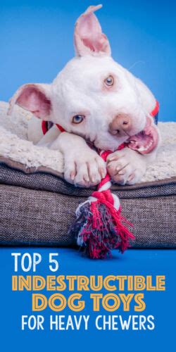 Top 5 Indestructible Dog Toys For Heavy Chewers