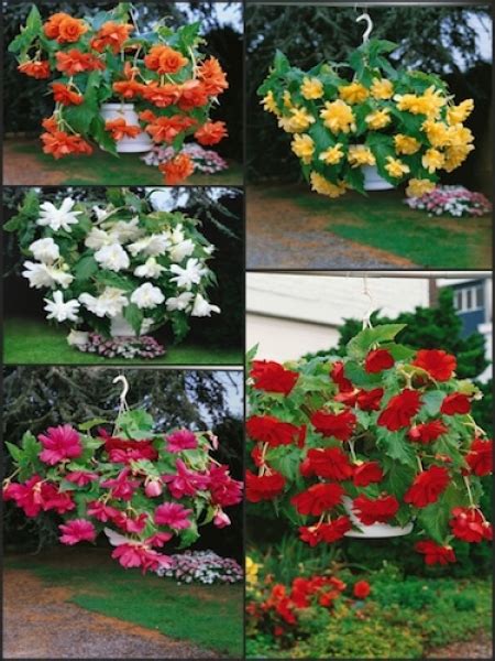 Buy Begonia Bulbs Pack Of 15 Begonia Pendula Corms Award Winning