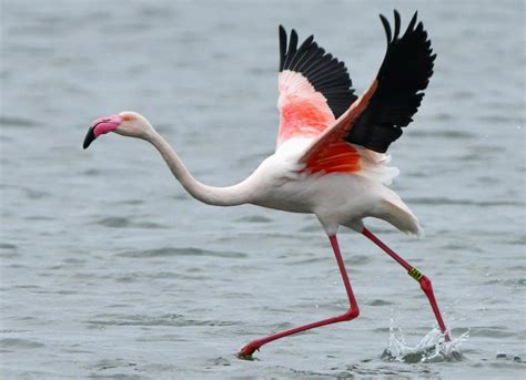 Why Do Flamingos Stand On One Leg 2023
