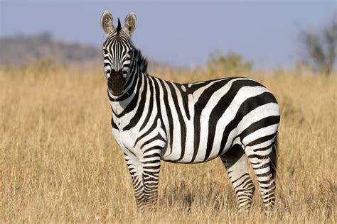 Zebra Beautiful Animal Facts And Photographs Wildlife Of