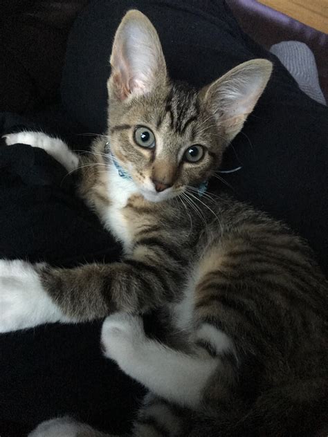 One Of My New Kittens Has Giant Ears Raww