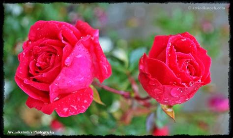 Arvind Katoch Photography Two Beautiful Red Roses Wet In Rain Hd Pic
