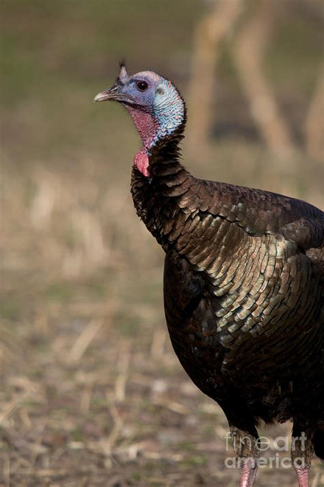 Jake Eastern Wild Turkey Photograph By Linda Freshwaters Arndt Fine