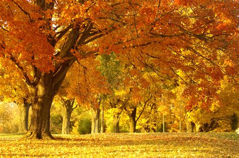 Autumn Oak Trees ~ Autumn Posters Picture
