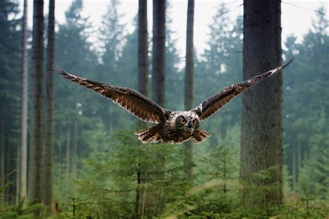 Hermoso Búho Volando En El Bosque Y Gran Fotografía Buhos Volando
