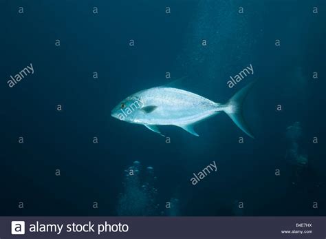 A Greater Amberjack Seriola Dumerili Swims By After Being Attracted