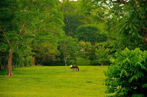 Paisaje verde (03) | Flickr - Photo Sharing!