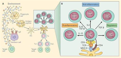 overview of t cell subsets immunopaedia