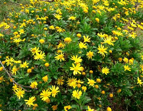 Aggregata Plants And Gardens Euryops Pectinatus Or The Yellow Daisy Bush