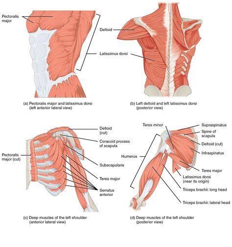 Muscles Of The Pectoral Girdle And Upper Limbs Anatomical Basis Of Injury