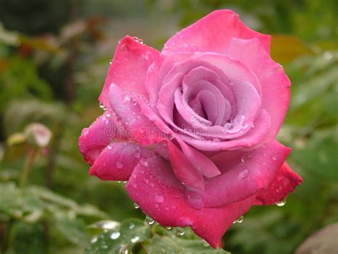Beautifully Unique Pink Rose In The Rain Stock Photo Image Of Flora