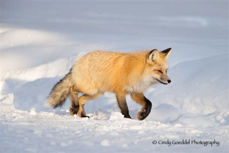 Fox In Snow Side Black Paw Goeddel Photography Cindy