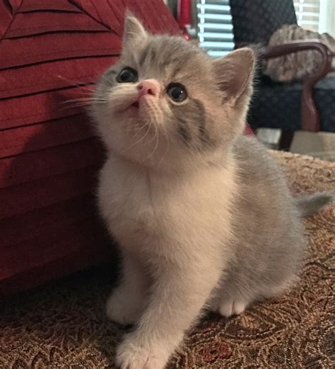 Exotic Shorthair Cats For Sale Fort Worth Tx 278791