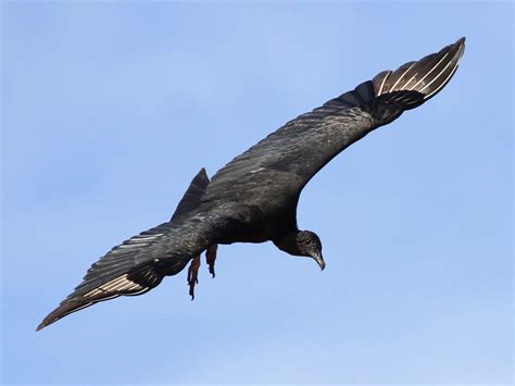 Black Vulture Celebrate Urban Birds