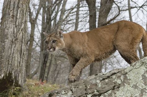 Prowling Cougar Stock Photos Free And Royalty Free Stock Photos From