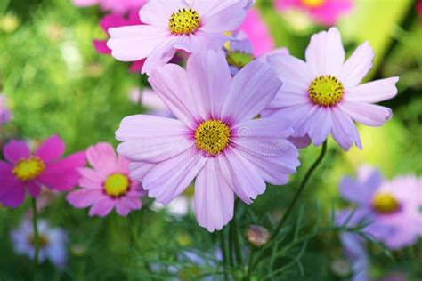 Mexican Aster Flowers Stock Image Image Of Beautiful 134887127