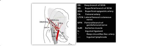 Besides these there are numerous smaller septa. Vascular anatomy of groin region. "Groin flap" can be warranted by dual... | Download Scientific ...