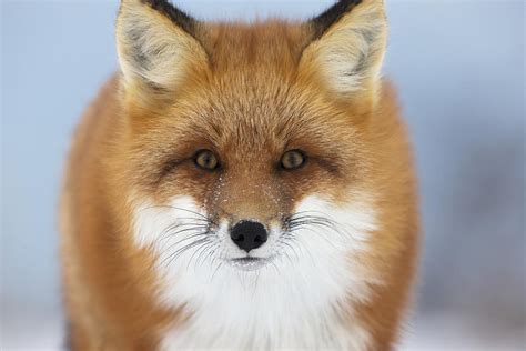 Red Fox Staring At The Camerachurchill Photograph By Robert Postma
