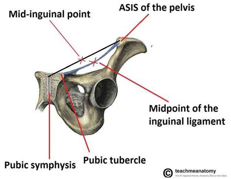The inguinal canals are the two passages in the anterior abdominal wall of humans and animals which in males convey the spermatic cords and in females the round ligament of the uterus. Anatomy Of The Inguinal Canal | MedicineBTG.com