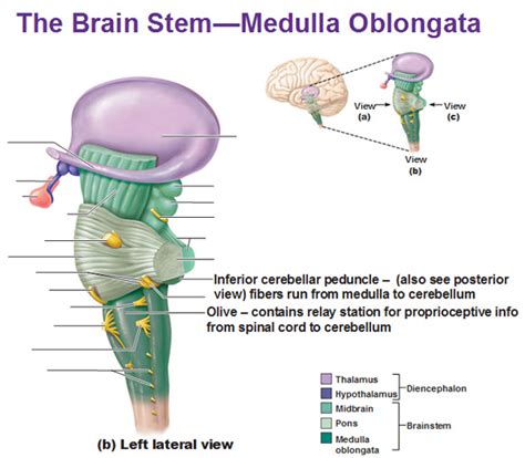 Cns Intro To Brain And Ventricles Medulla Oblongata Pons Mid Brain