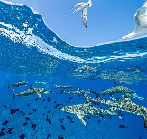 Sharks And Birds Marko Dimitrijevic Photography