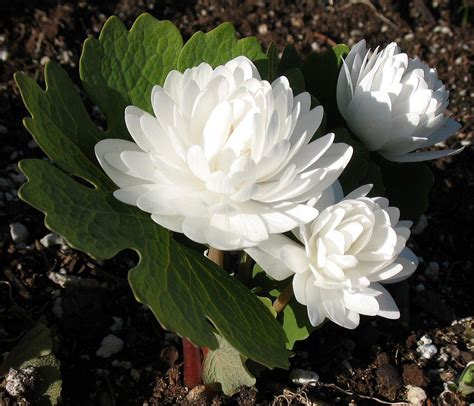 Plant Monday Double Flowered Bloodroot Plants Planting Flowers
