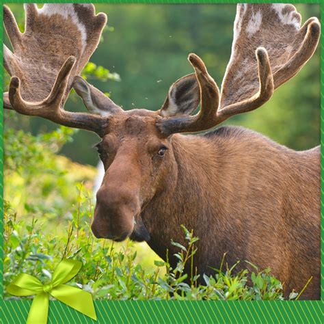 Moose Nature Conservancy Of Canada