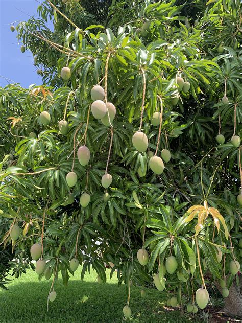 Mango Tree Top View