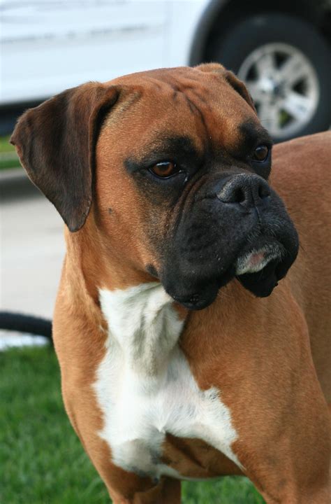 Hello From Snowy Mn Boxer Forum Boxer Breed Dog Forums