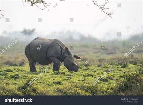 One Horned Rhino Grazing Grasslands Chitwan Stock Photo 2153846005