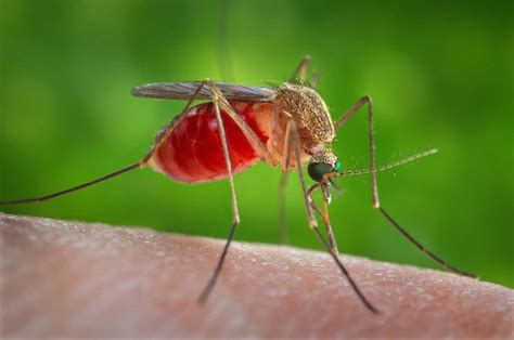 Mosquito Update Story News And Events College Of Agricultural