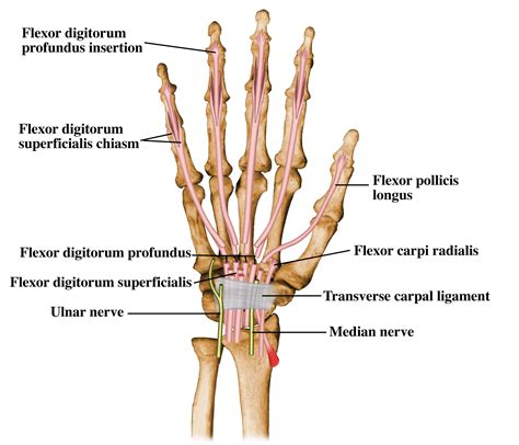 The anatomical borders of the carpal tunnel are the carpal (wrist) bones and the flexor retinaculum, also known as the transverse carpal ligament.﻿﻿ carpal tunnel