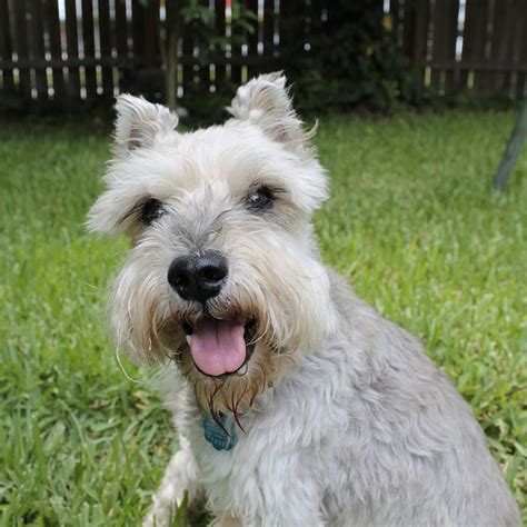 Best care animal hospital was established in october 2010 aiming to provide better and professional service for all the pet owners. 6 Best Dog Breeds For Children | Pet Care Hospital India