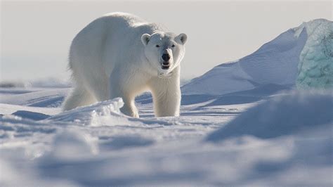 Polar Bear Shot Dead After Killing Man At Norwegian Svalbard Campsite